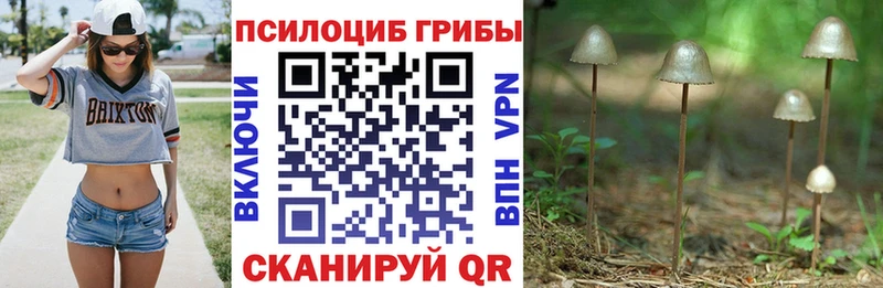 Купить  Тара  Галлюциногенные грибы Psilocybine cubensis 